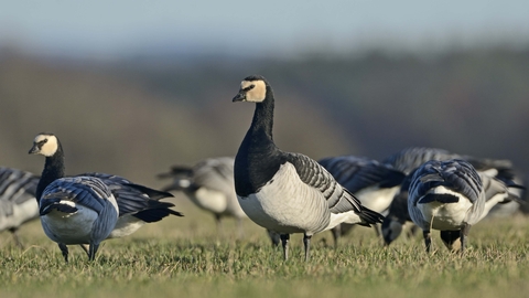 Canada geese migration scotland best sale